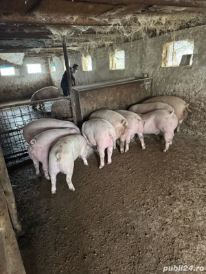 porci rasa de carne  - imagine 3