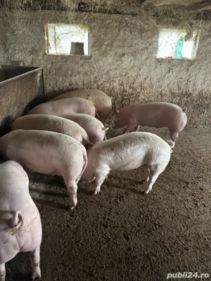porci rasa de carne  - imagine 2