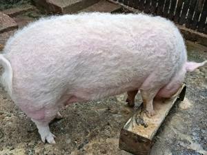 porci de vanzare - imagine 3