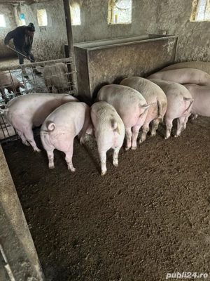 porci rasa de carne  - imagine 5