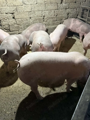 Porci pietrain, rasa de carne pana la 140 kg greutate  - imagine 2