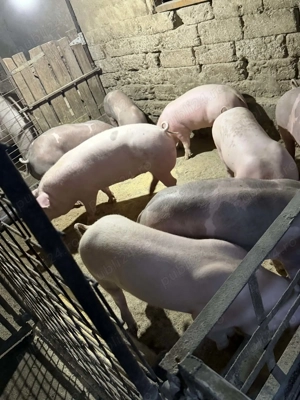 Porci pietrain, rasa de carne pana la 140 kg greutate  - imagine 3