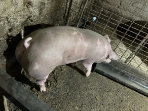 Porci pietrain, rasa de carne pana la 140 kg greutate  - imagine 5