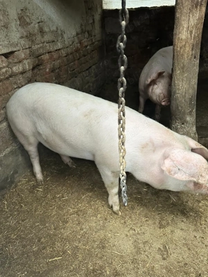 Porc Crăciun  - imagine 4