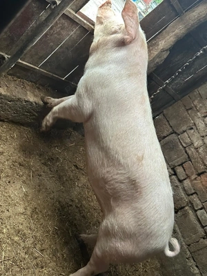 Porc Crăciun  - imagine 2