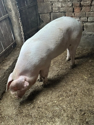 Porc Crăciun  - imagine 5