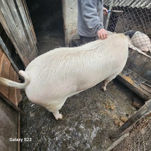 Porc crescut în gospodărie proprie