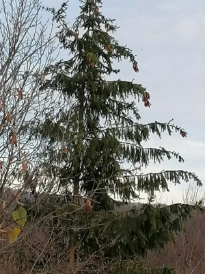 brad de vanzare Arges