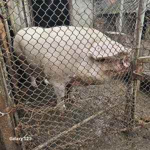 Porc crescut în gospodărie proprie - imagine 5