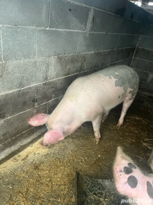  Vand Porc  - imagine 3