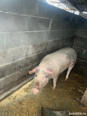  Vand Porc  - imagine 4