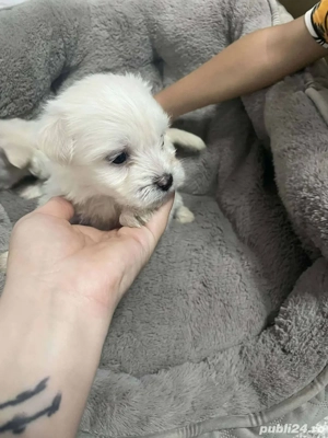 bichon maltez pui - imagine 2