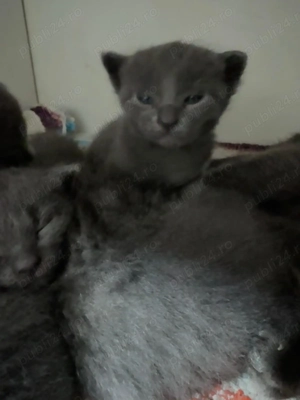 fetite albastru de Rusia