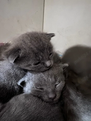 fetite albastru de Rusia - imagine 4