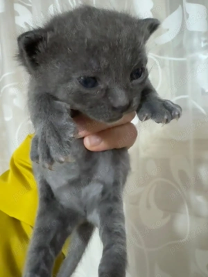 fetite albastru de Rusia - imagine 2