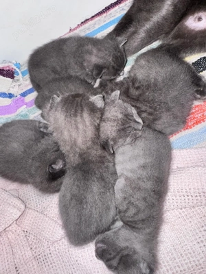 fetite albastru de Rusia - imagine 3