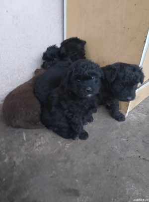 catei de întors  - imagine 2