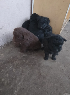 catei de întors  - imagine 3