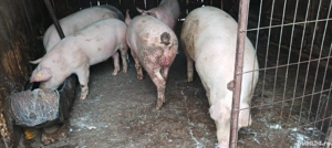 porci de vânzare  - imagine 3