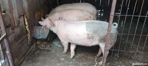 porci de vânzare  - imagine 5
