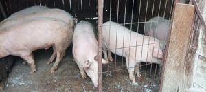 porci de vânzare  - imagine 2
