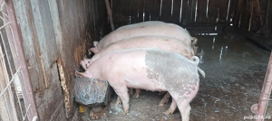 porci de vânzare  - imagine 4