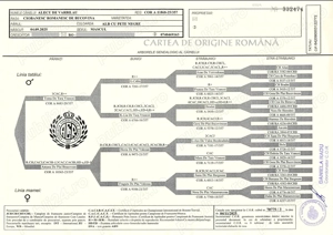 Pui Ciobănesc Românesc de Bucovina - mascul - imagine 5