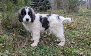 Pui Ciobănesc Românesc de Bucovina - mascul