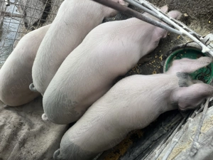 Porc pentru sacrificat 