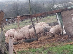 Porci grași de vânzare   
