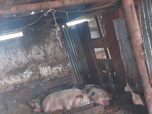 Porci grași de vânzare    - imagine 2