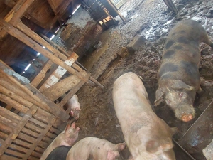 Porci grași de vânzare    - imagine 5