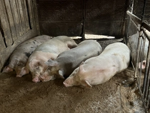 Vând porci de Crăciun crescuți bio