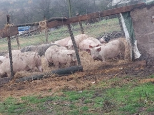 Porci grași de vânzare    - imagine 7
