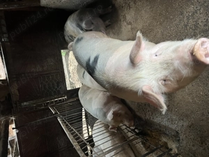 Vând porci de Crăciun crescuți bio - imagine 2