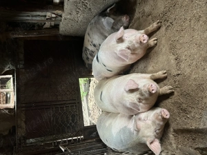 Vând porci de Crăciun crescuți bio - imagine 4