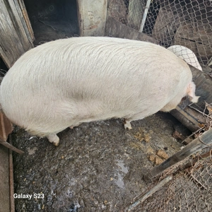 Porc crescut în gospodărie proprie - imagine 3