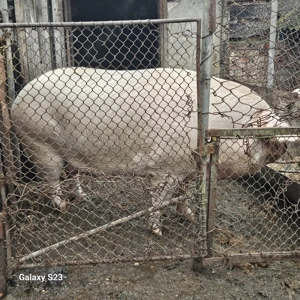 Porc crescut în gospodărie proprie - imagine 4