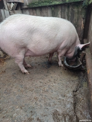 Porci disponibili - imagine 4