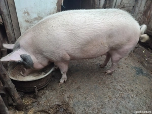 Porci disponibili - imagine 2