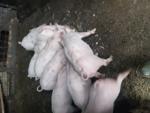 Purcei de vanzare - imagine 2