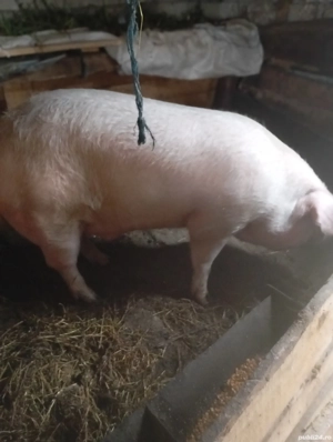 porci de tăiat  - imagine 3