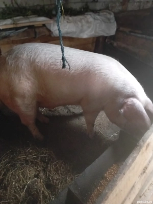 porci de tăiat  - imagine 2