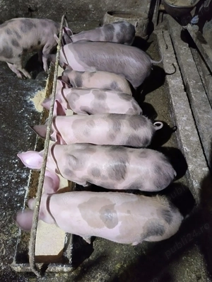 Purcei petrean de vanzare