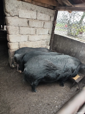 porci vietnamez cu mistreți 