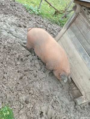 porci mangalita  - imagine 4