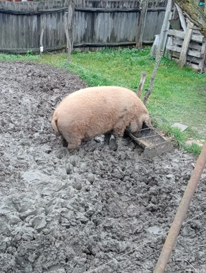 porci mangalita  - imagine 3