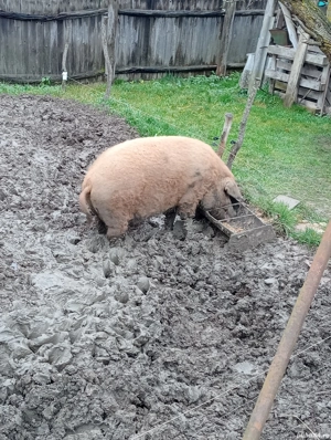 porci mangalita  - imagine 2