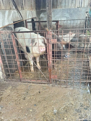 vand porc pentru sacrificat - imagine 4
