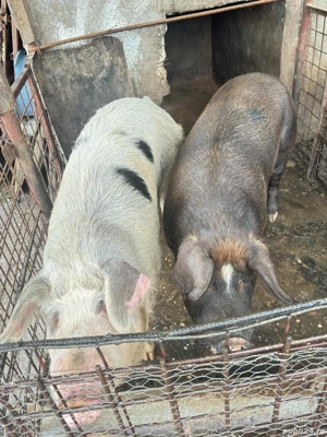 vand porc pentru sacrificat - imagine 2